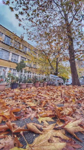 Close-up of freshly installed siding on a Brooklyn home with autumn leaves nearby.