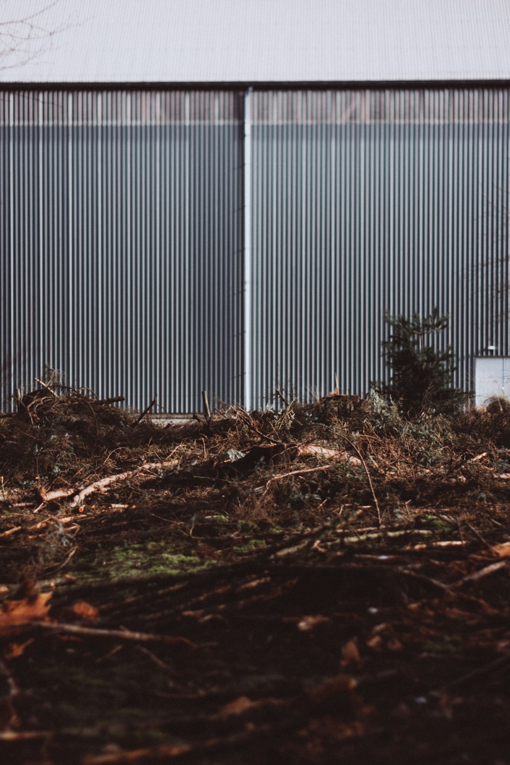 brown dried leaves on ground