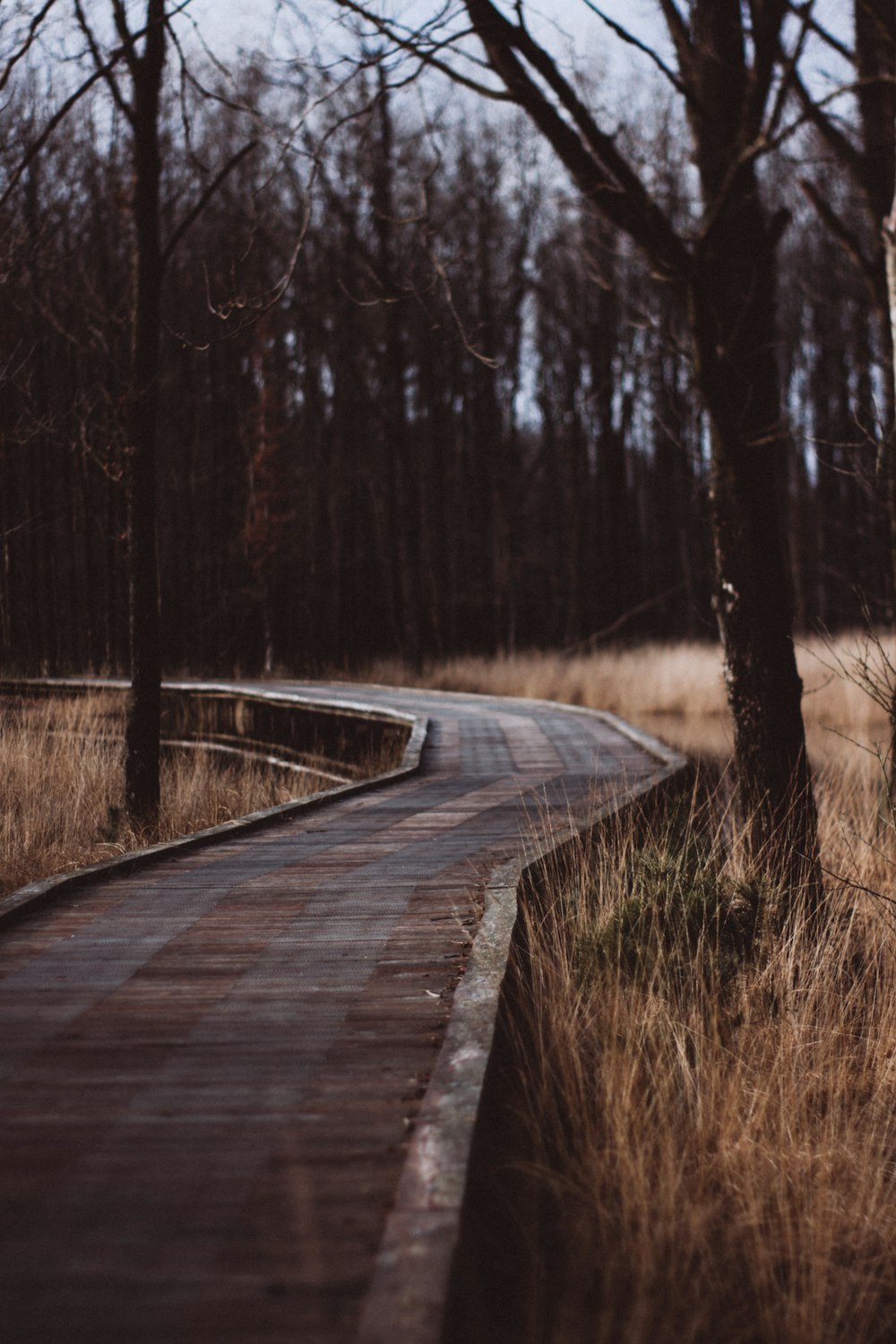 brown wooden pathway between trees during daytime