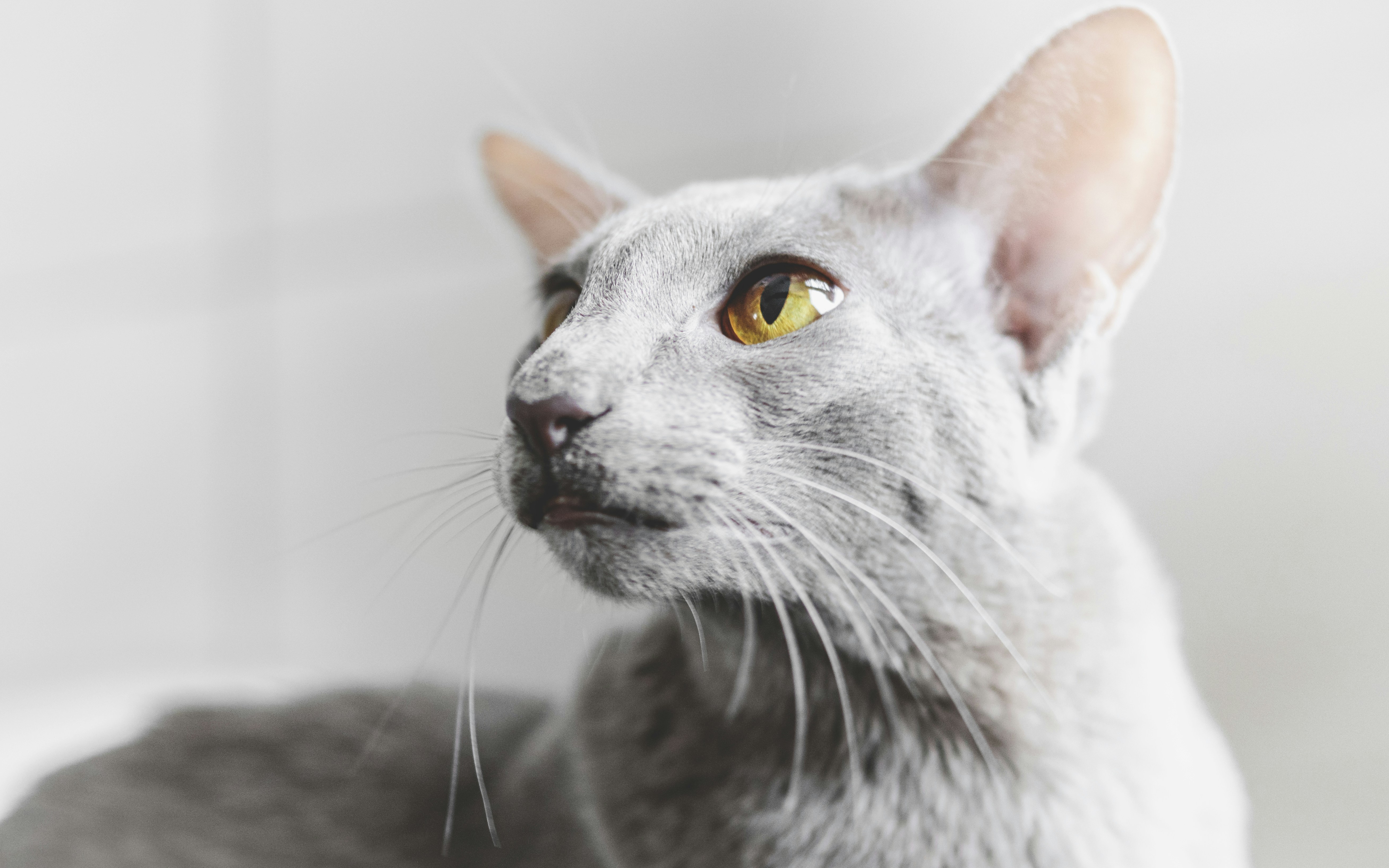 Oriental Shorthair: The Sensitive Companion (image credits: unsplash)