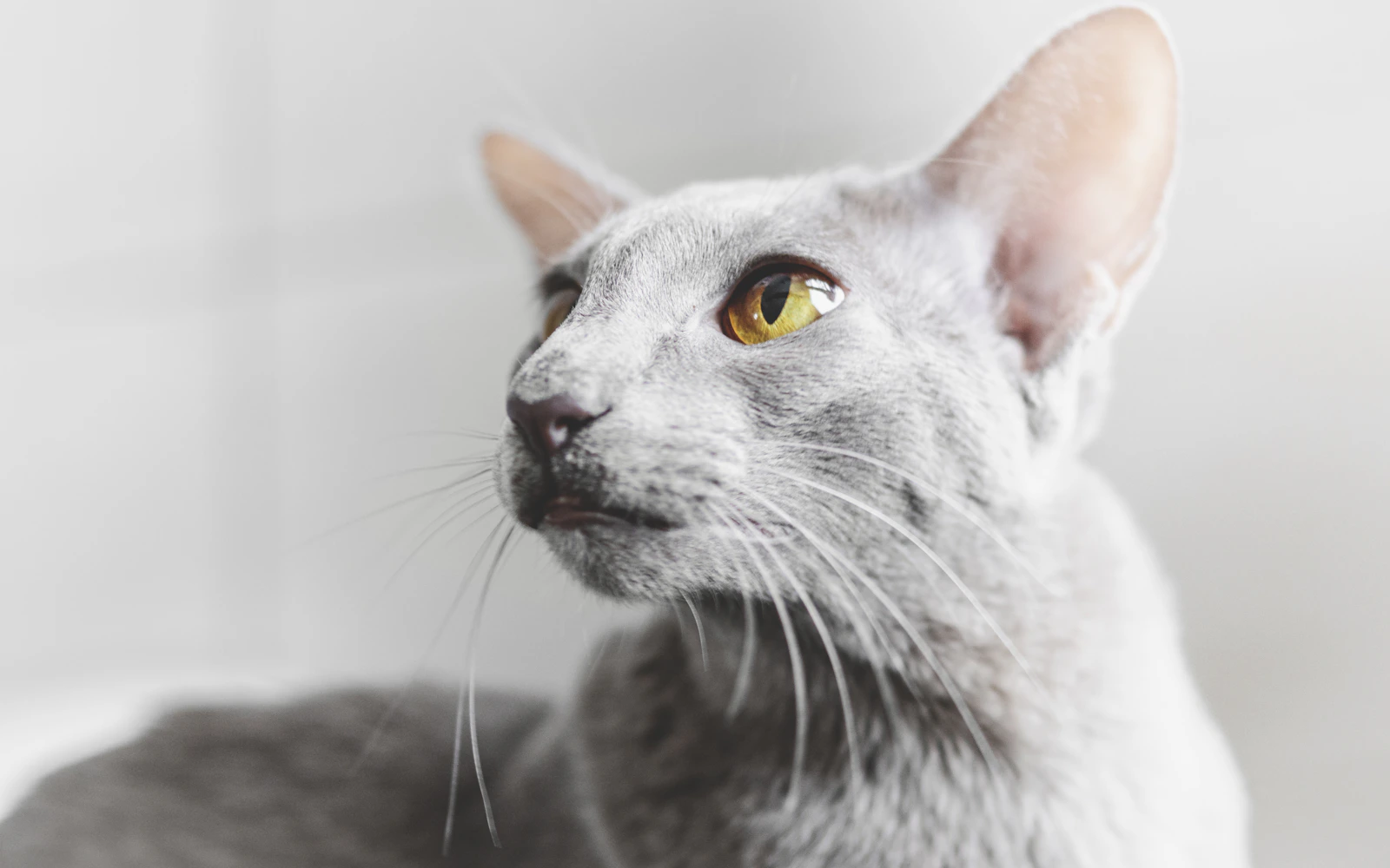 White Oriental Shorthair cat with large ears and yellow eyes, photo by Manuel Keller on Unsplash