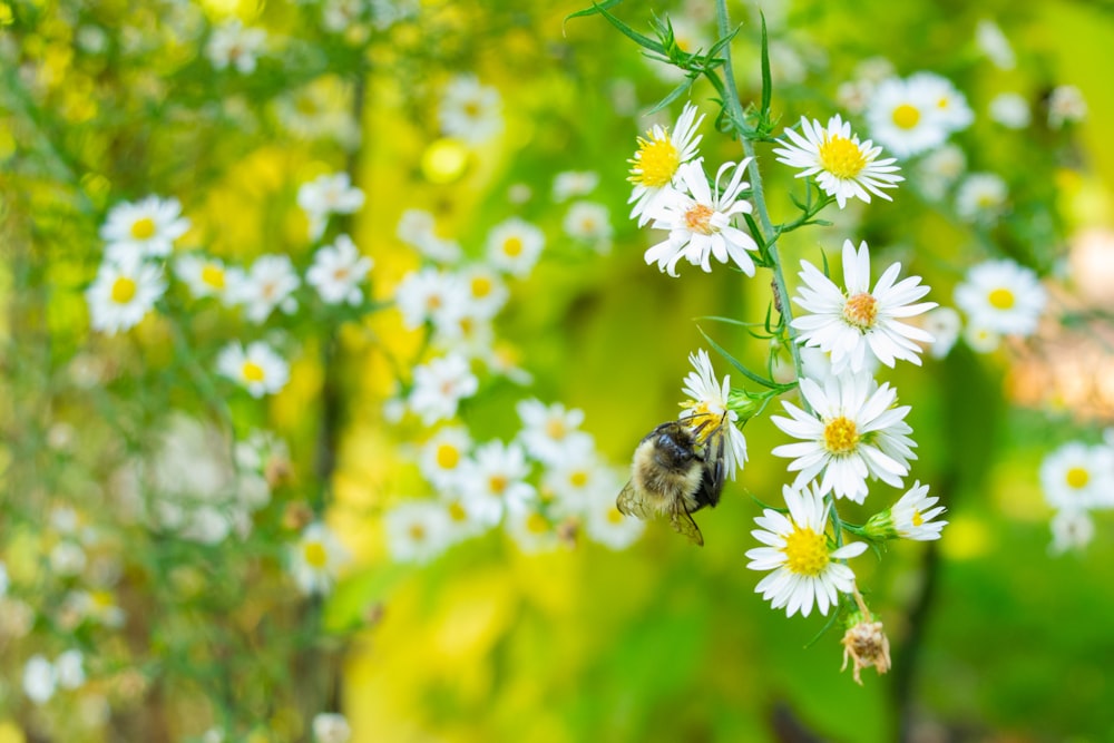 abelha preta e branca na flor branca e amarela