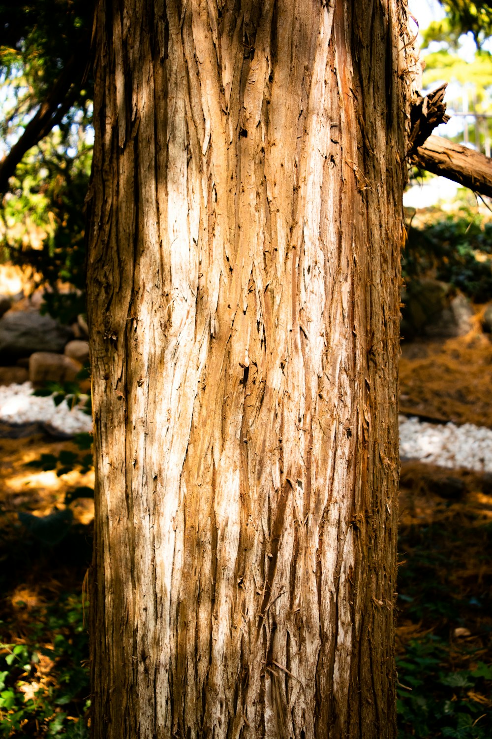 brown tree trunk during daytime