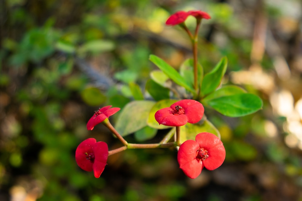 red flower in tilt shift lens