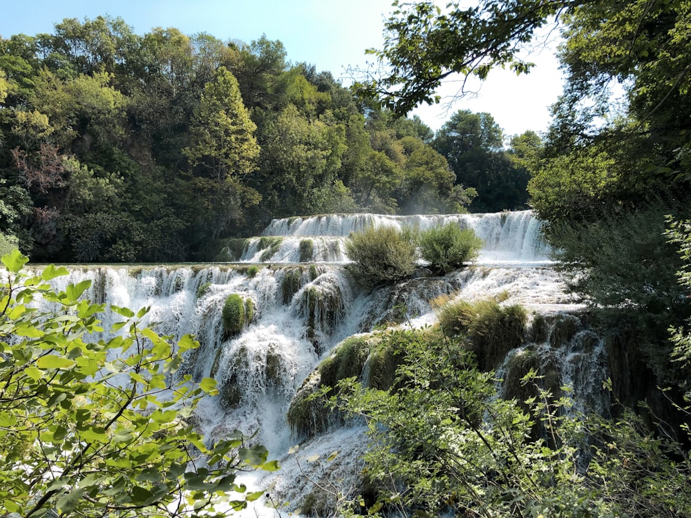 Grüne Bäume am Fluss während des Tages