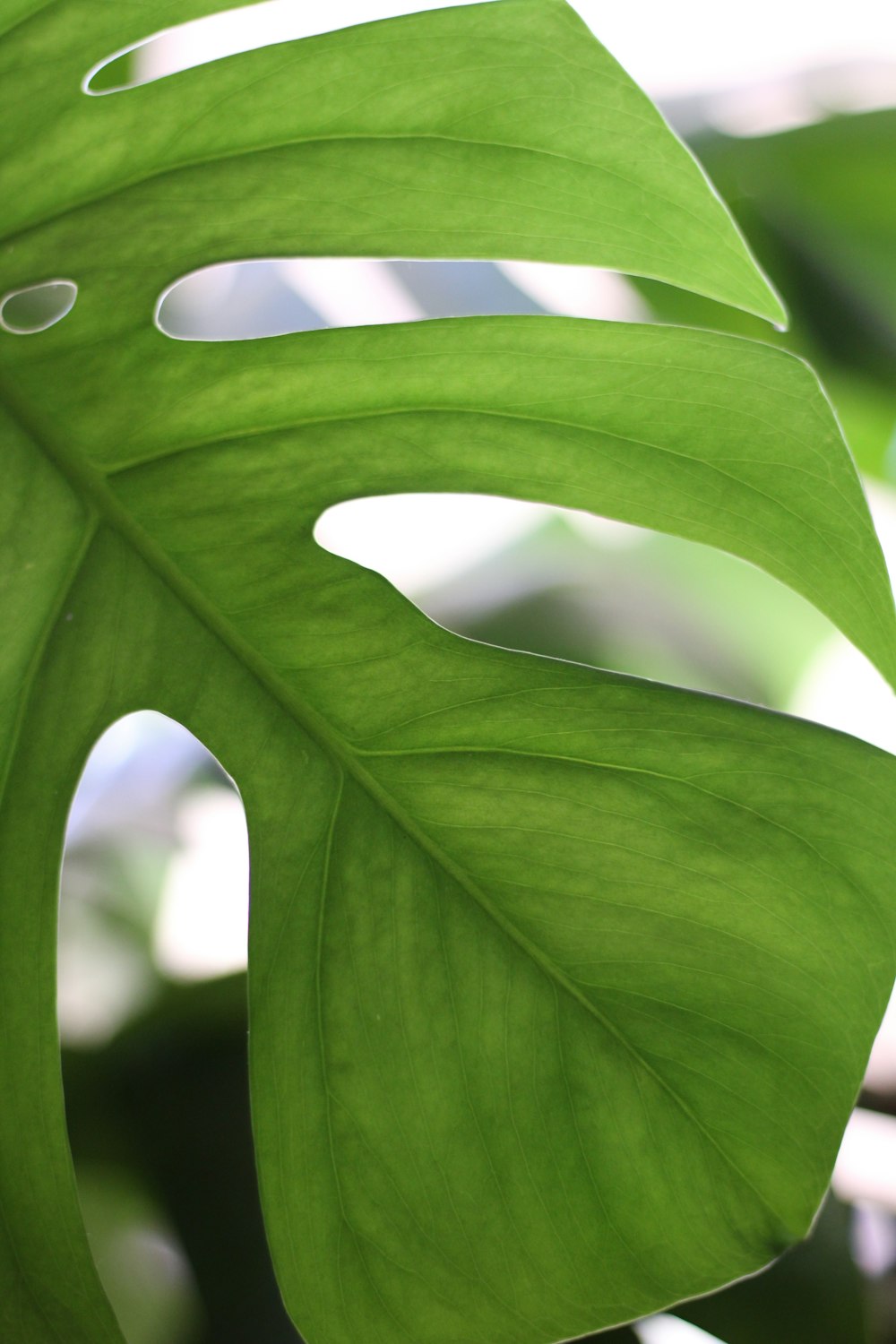 water droplets on green leaf