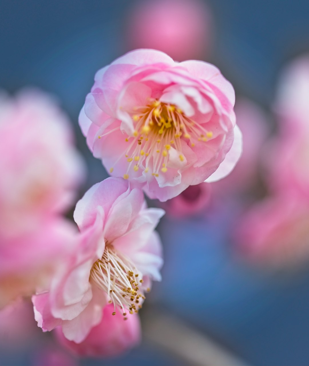 pink rose in bloom during daytime