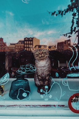 black and white cat on blue plastic container