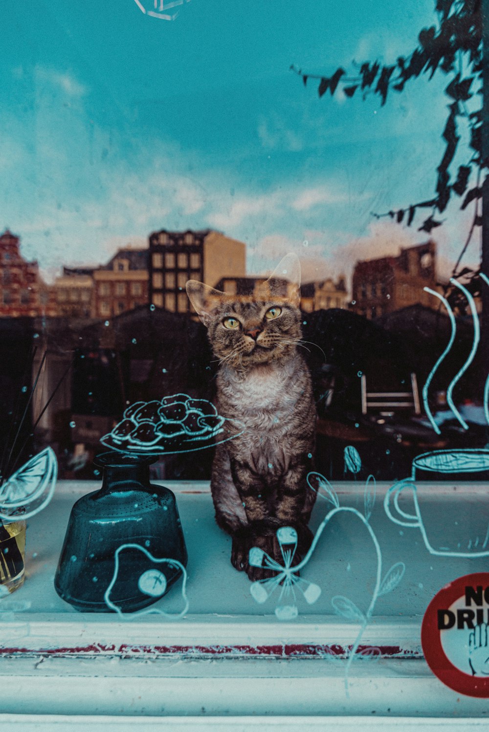 black and white cat on blue plastic container