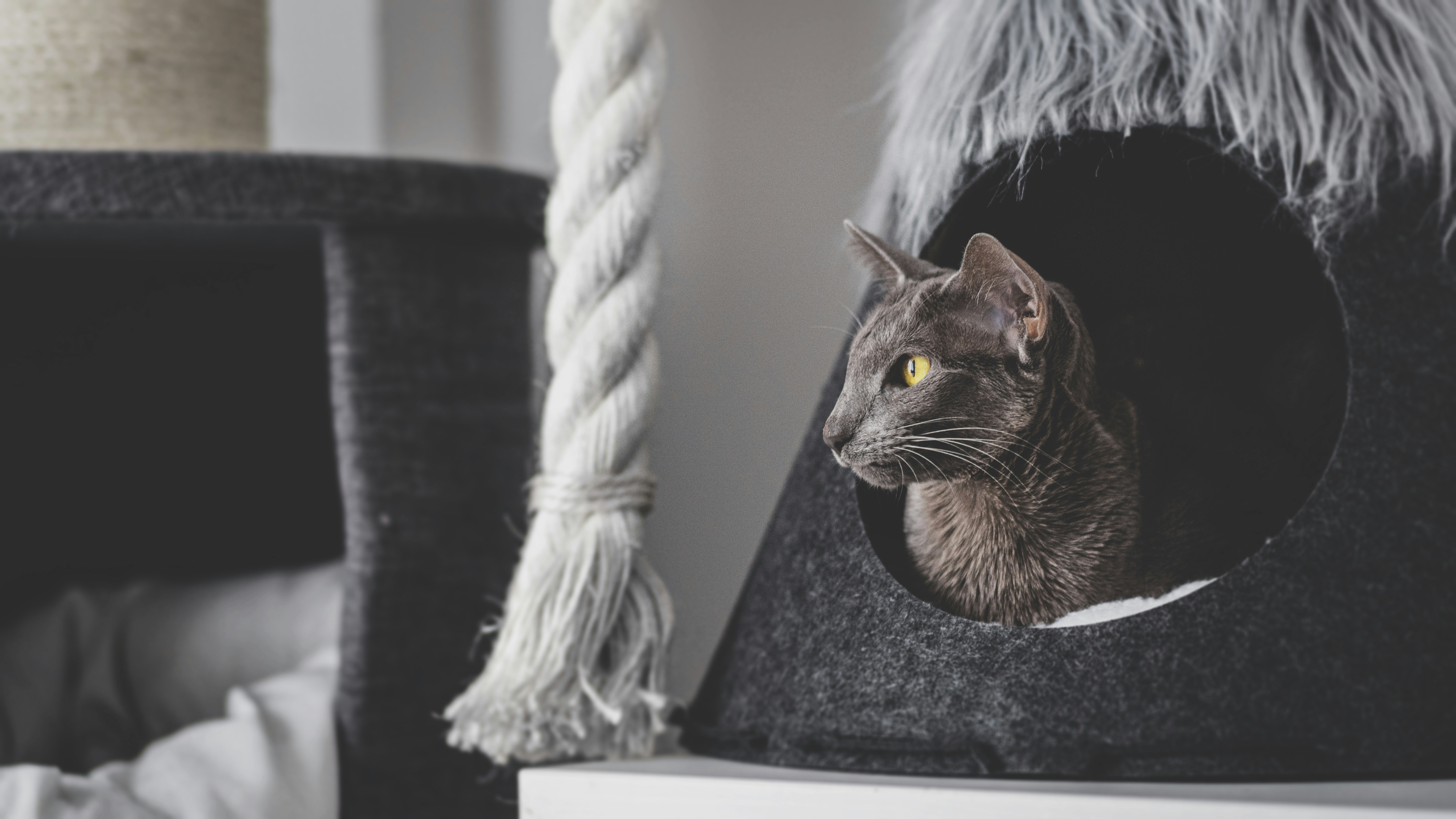 The Oriental Shorthair: Chatterboxes with Canine Affection (image credits: unsplash)