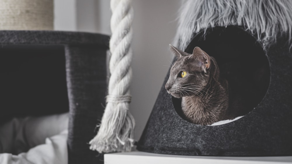 Braune Tabby-Katze auf schwarzem Holztisch