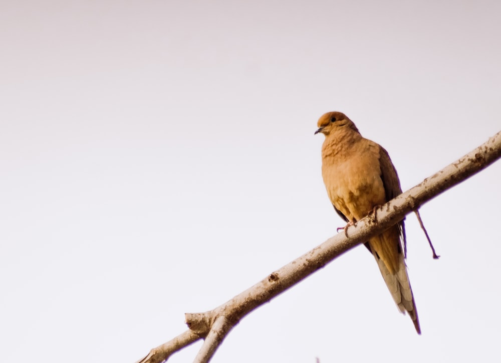 brown bird on brown tree branch