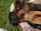 A close-up view of a young calf resting its head on a person's hand, lying on a bed of lush green grass. The calf has a dark brown coat with a distinctive white patch on its forehead and large, soft ears.