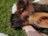 A close-up view of a young calf resting its head on a person's hand, lying on a bed of lush green grass. The calf has a dark brown coat with a distinctive white patch on its forehead and large, soft ears.