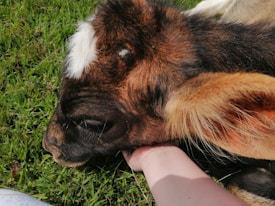 A close-up view of a young calf resting its head on a person's hand, lying on a bed of lush green grass. The calf has a dark brown coat with a distinctive white patch on its forehead and large, soft ears.