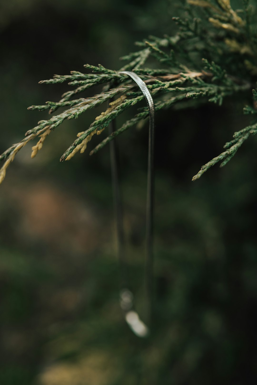 green plant in tilt shift lens