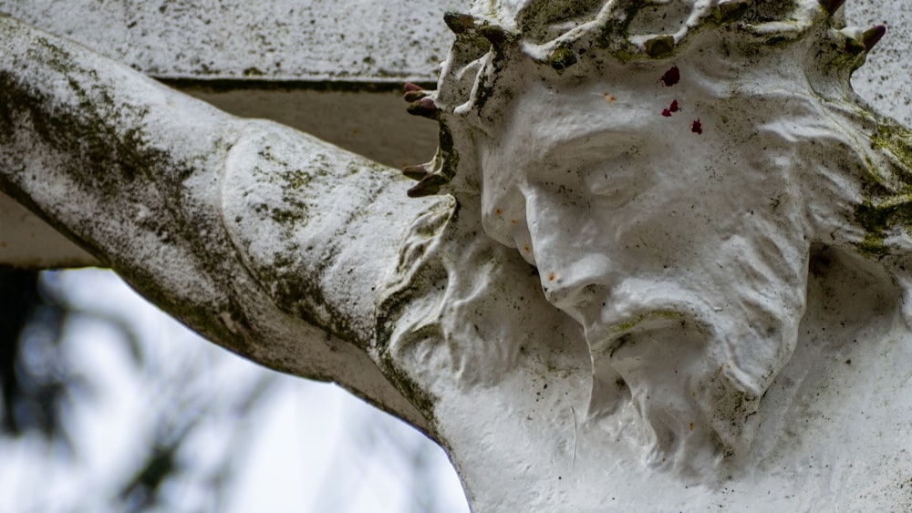 tronco d'albero bianco e marrone