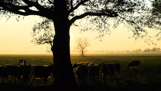 silhouette of horses near body of water during sunset