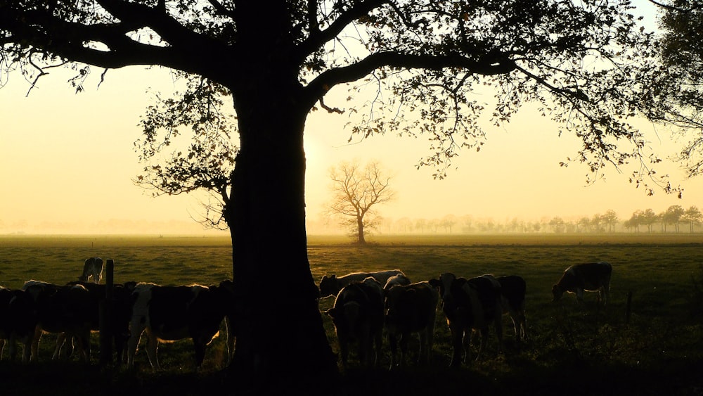 silhouette of horses near body of water during sunset