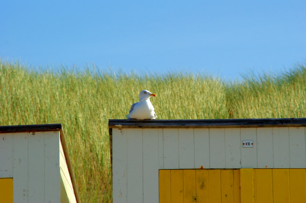 white bird on white wooden fence during daytime