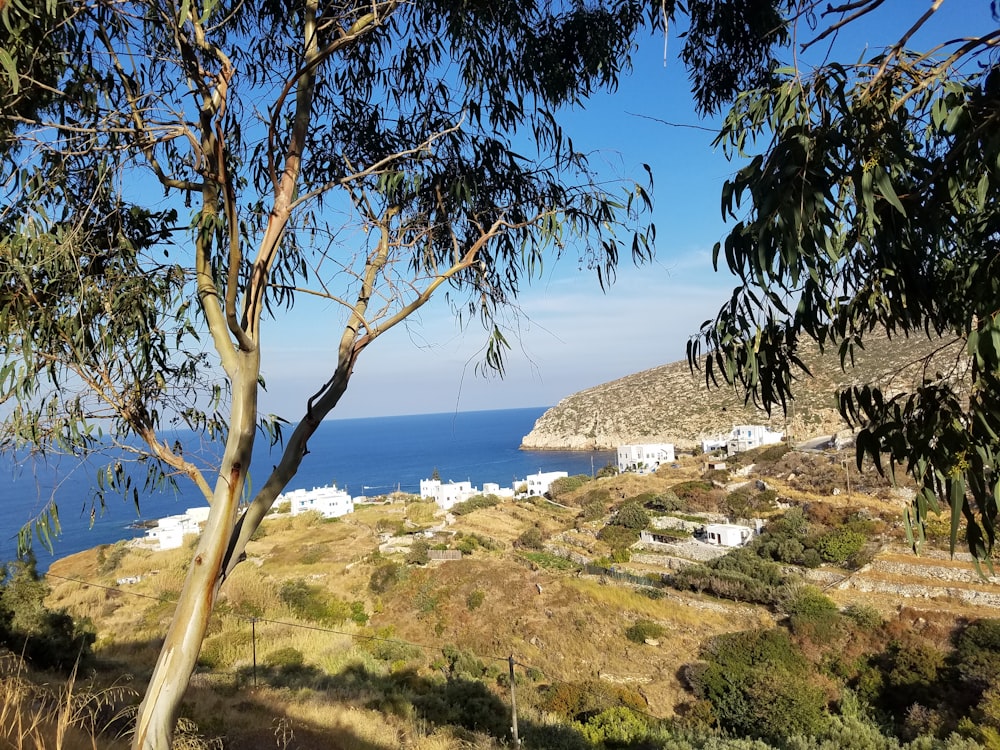 green trees near body of water during daytime