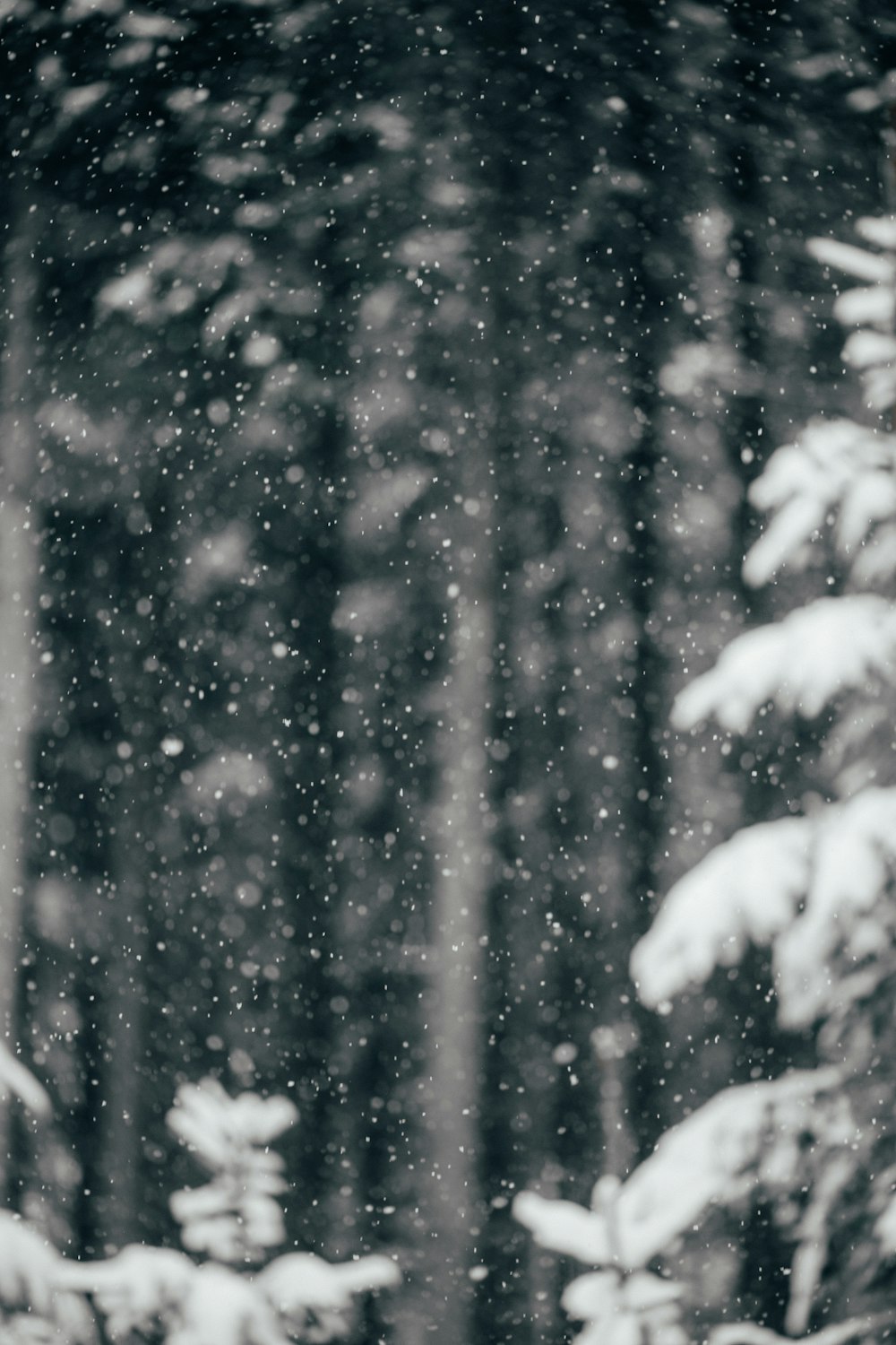 snow covered pine tree during daytime