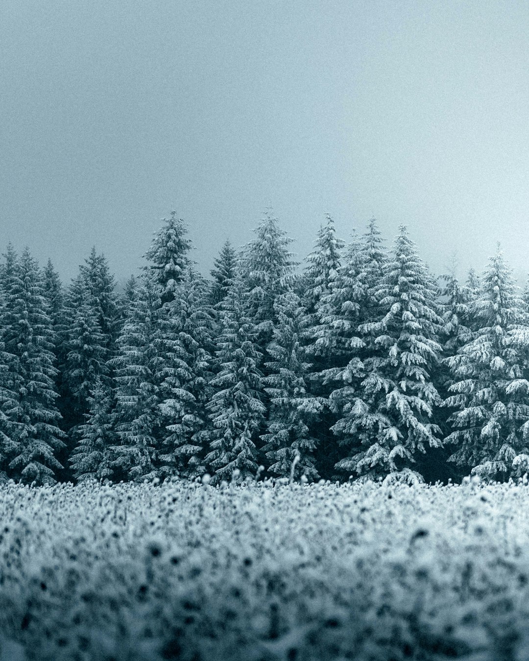 green pine trees covered with snow