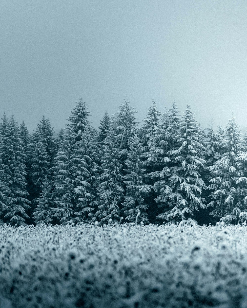 pinos verdes cubiertos de nieve