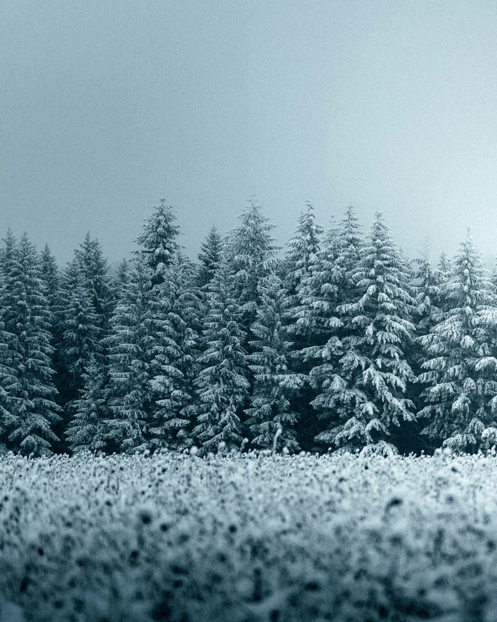 green pine trees covered with snow