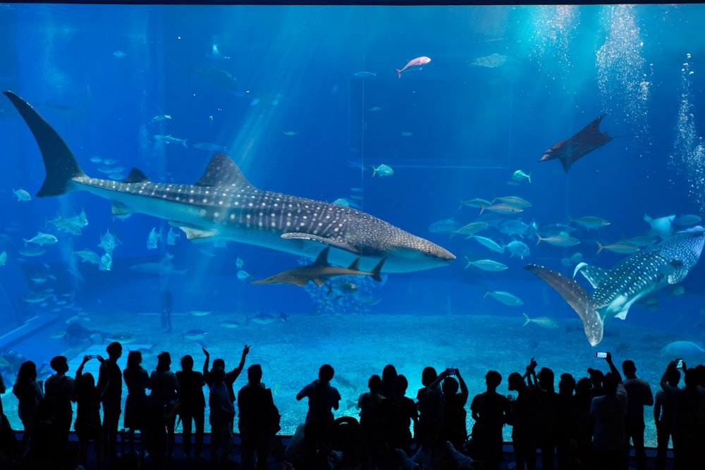 group of people in front of fish tank