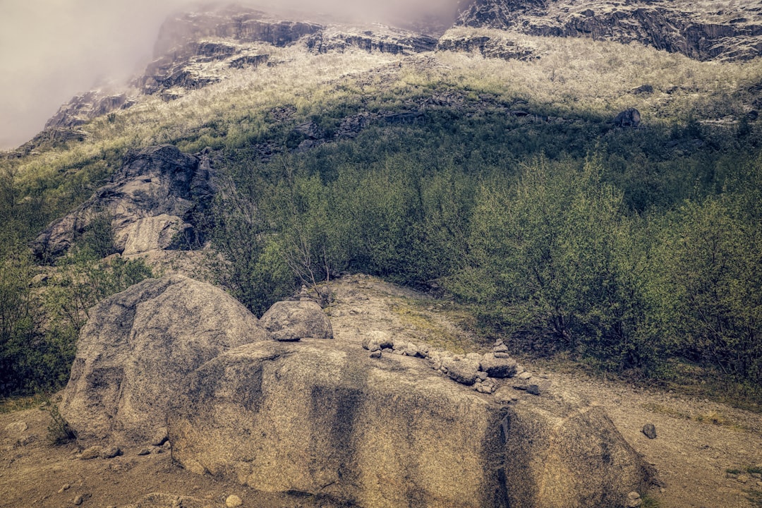 green trees on mountain under white clouds during daytime