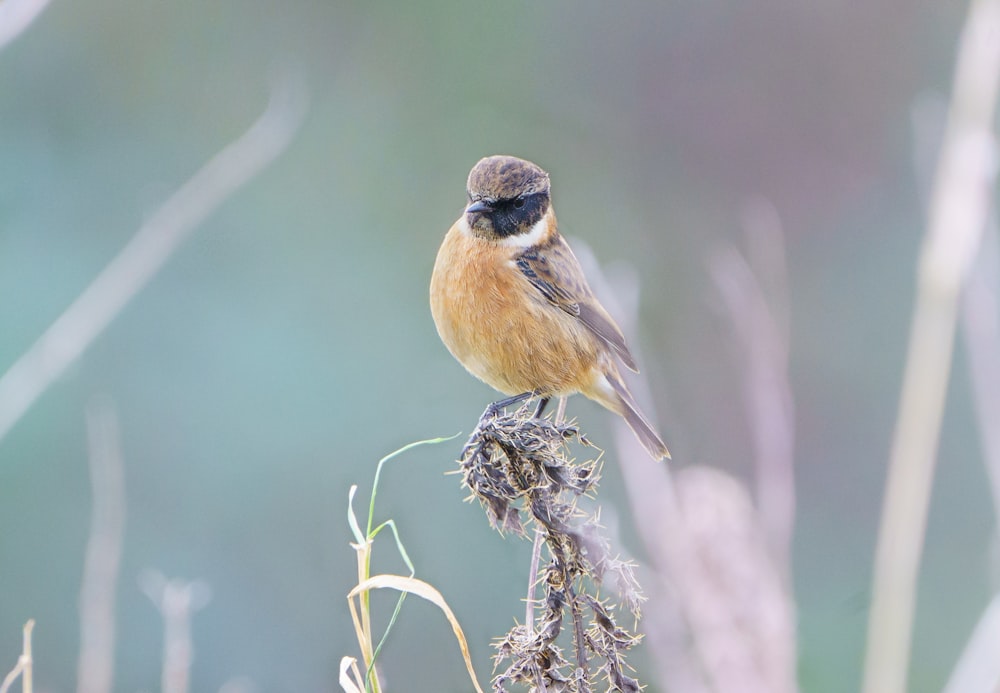 brown and black bird on brown tree branch