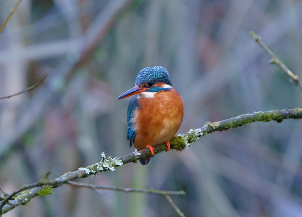 orange and blue bird on tree branch