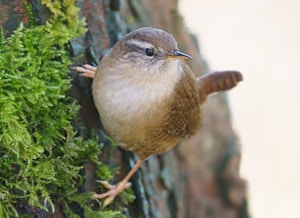 brown bird on green tree