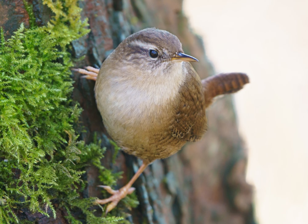 Brauner Vogel auf grünem Baum