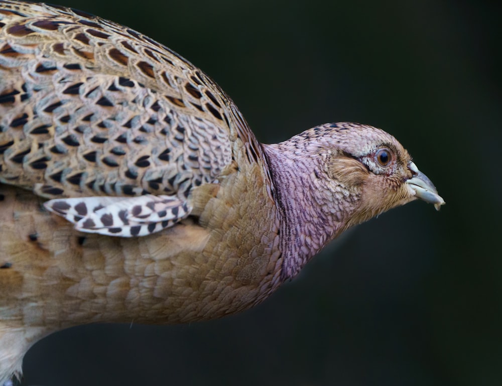 brown and white bird in close up photography