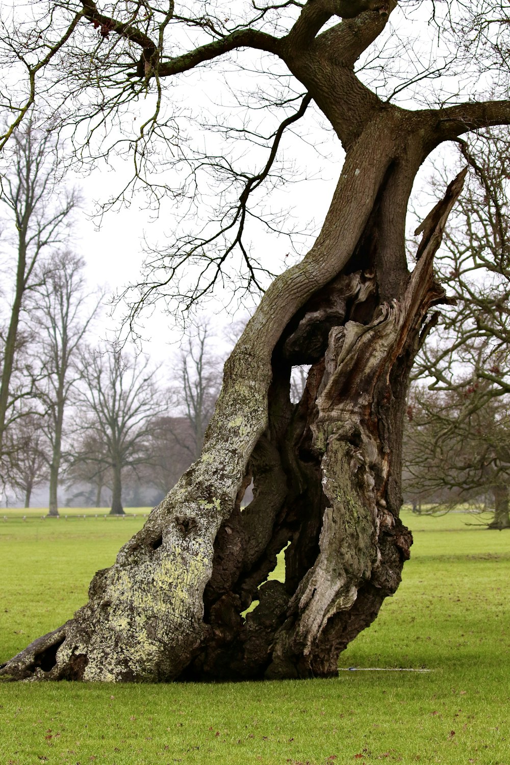 brown tree trunk on green grass field during daytime