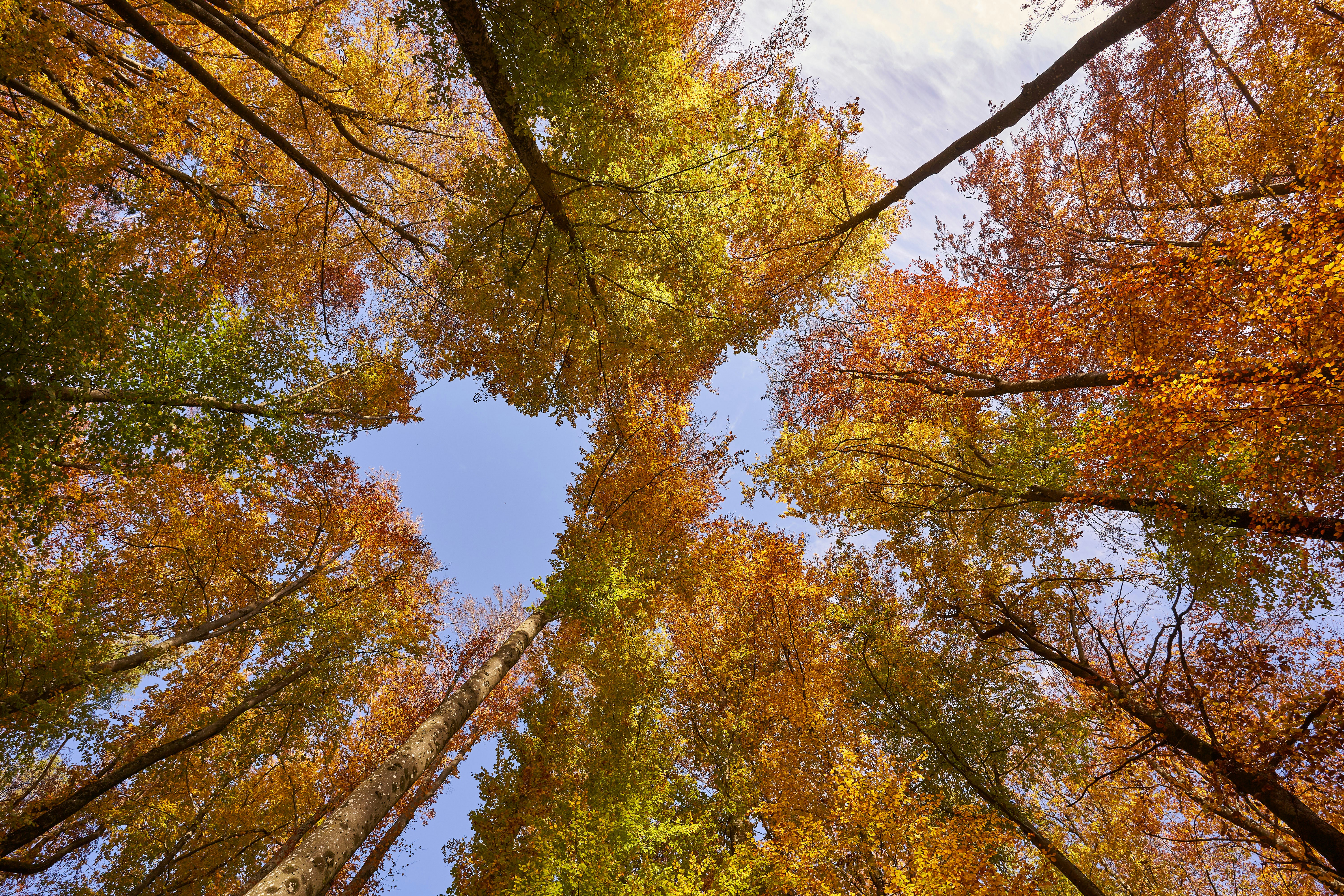 Photo by wolfgang_hasselmann