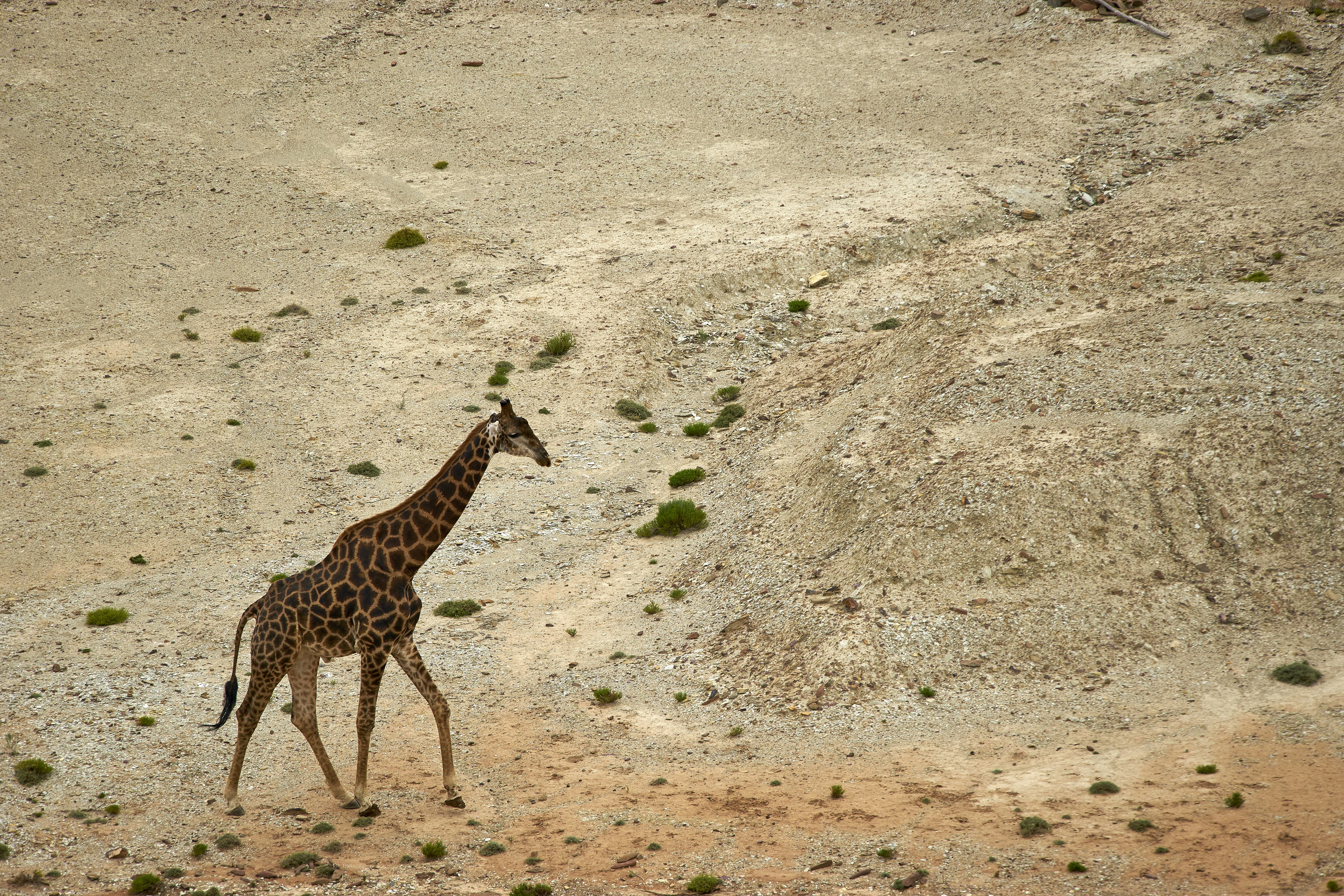 Photo by wolfgang_hasselmann