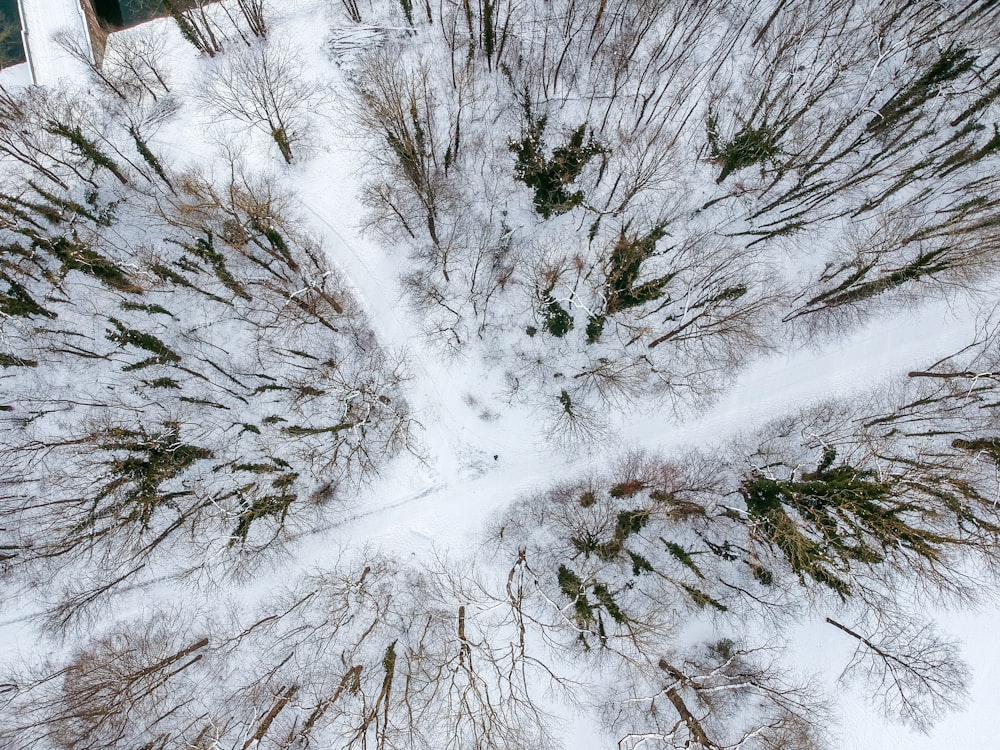 snow covered trees during daytime