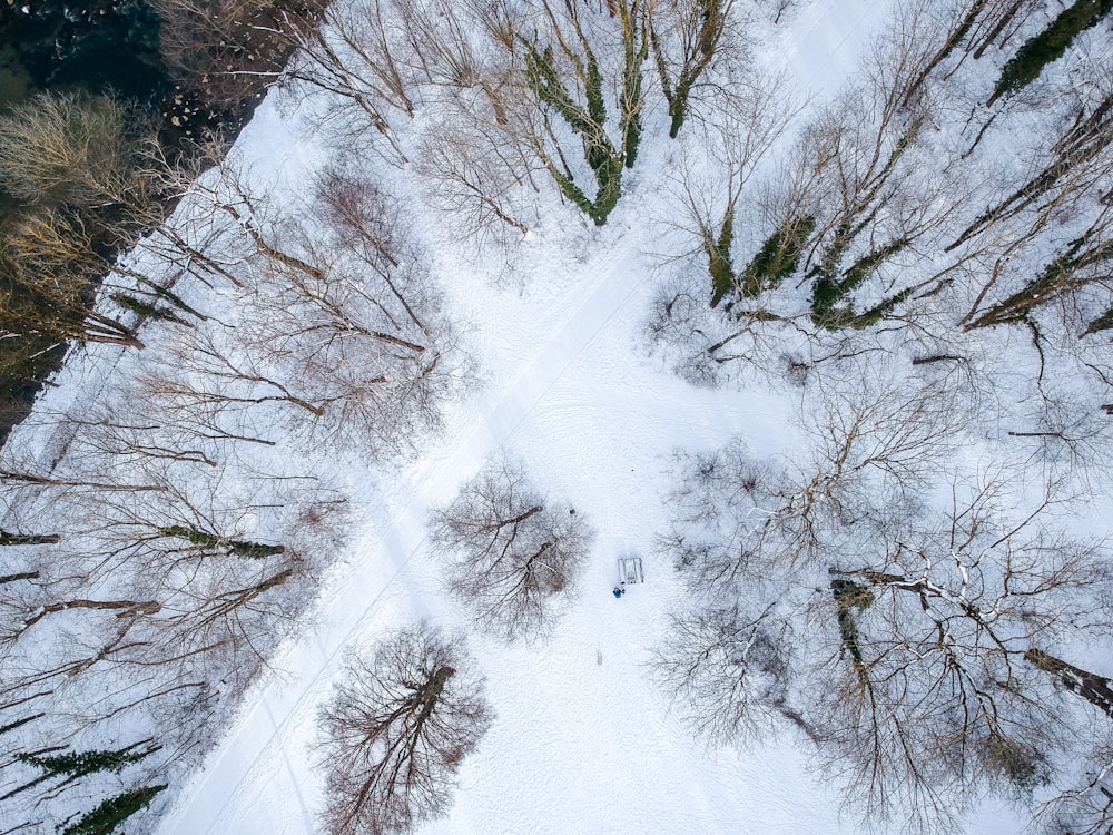 brown trees covered by snow