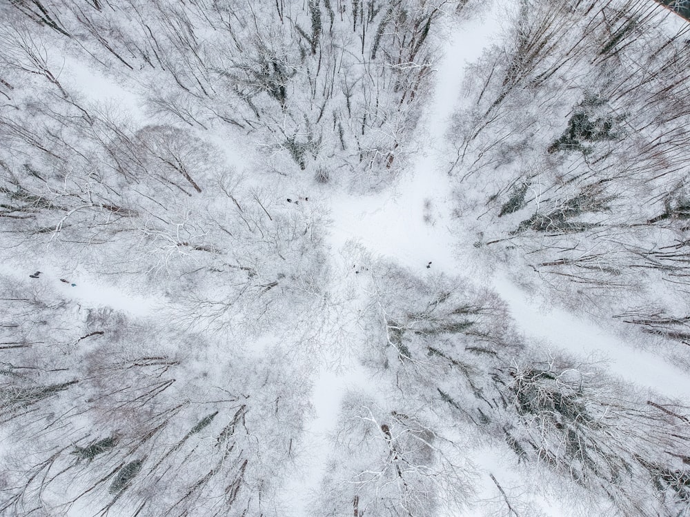 a snow covered forest looking up into the sky