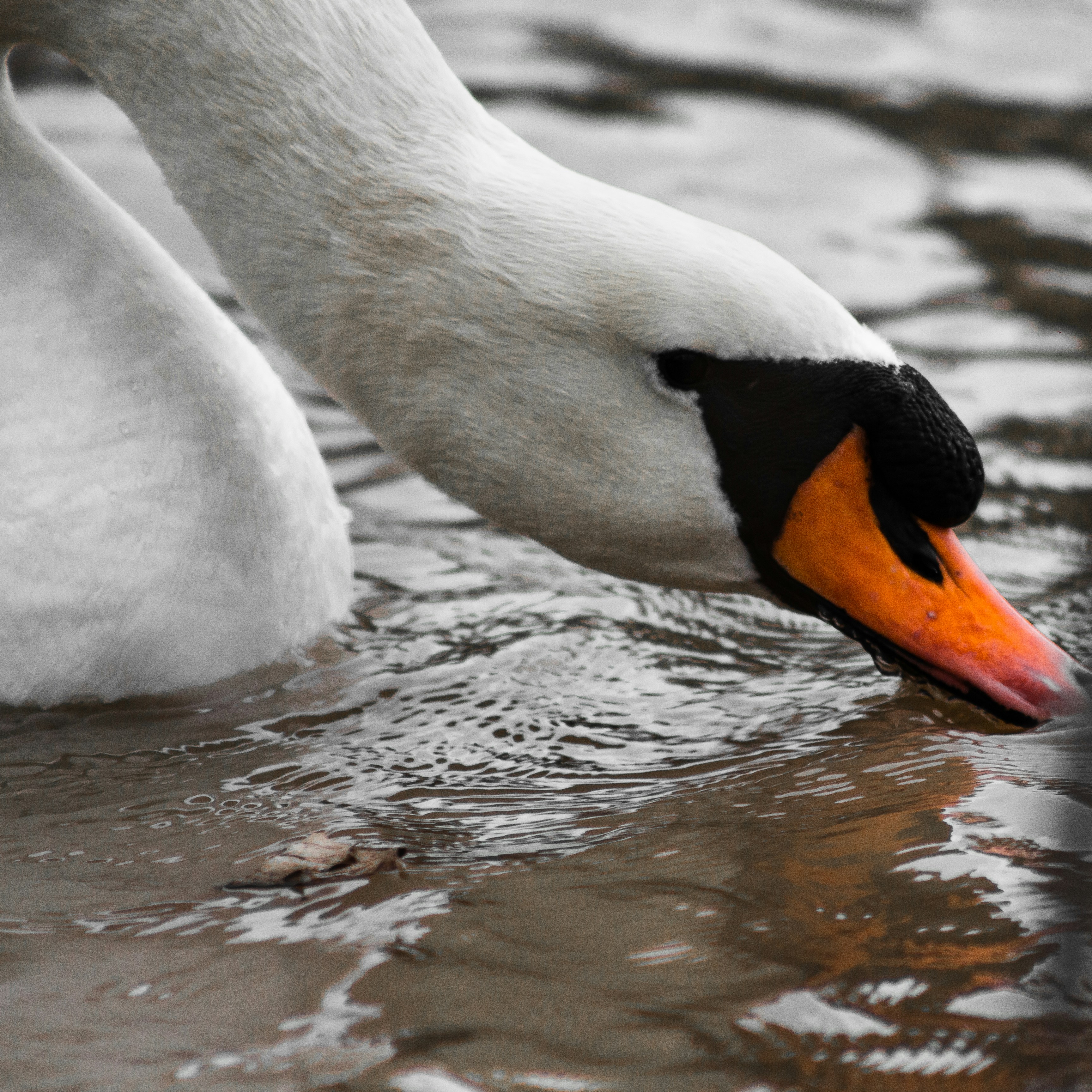 white swan on water during daytime
