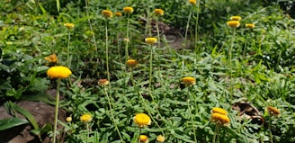 A sunlit patch of Blodyn Farm's micro flower garden bursting with colorful blooms and greenery.