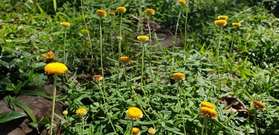A sunlit patch of Blodyn Farm's micro flower garden bursting with colorful blooms and greenery.