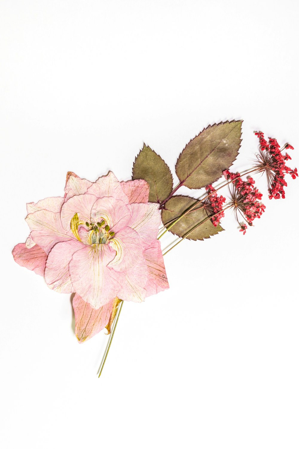 pink and brown flower with white background