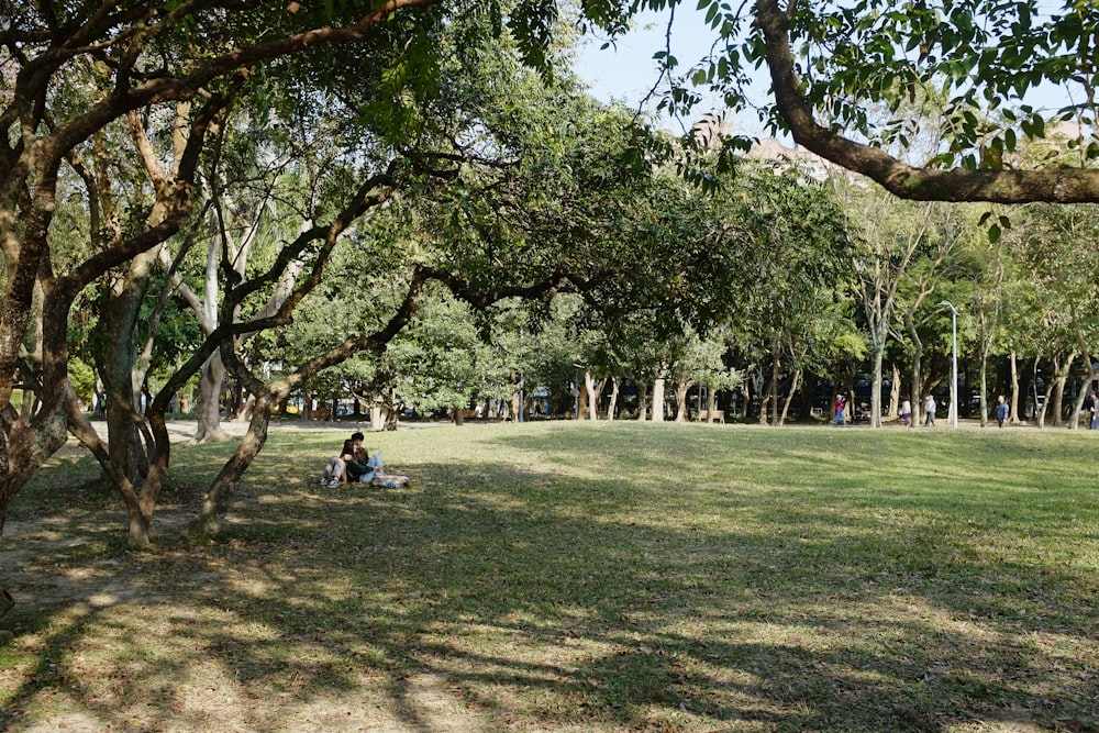 people sitting on green grass field under green trees during daytime