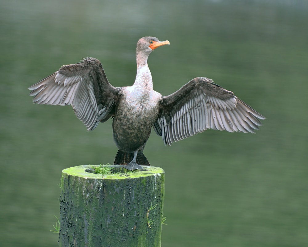 white and black duck on green wooden post