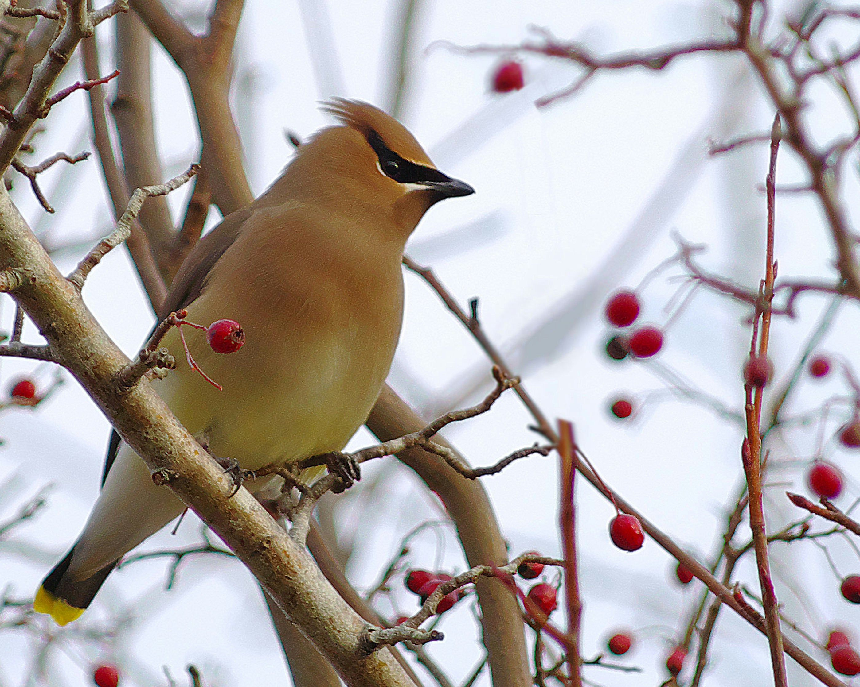 yellow and brown bird on tree branch