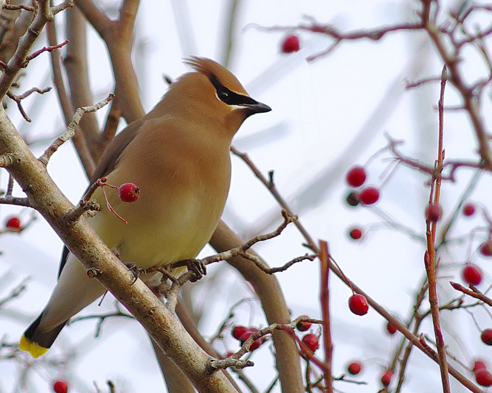 yellow and brown bird on tree branch